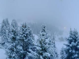 Stiftung Arosa Bären