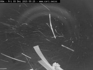 Lèi di Carì/Lake/Betulin