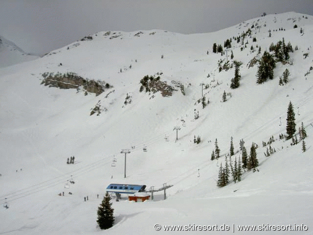 Snowbird